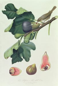 Fico fetifero und Fico dell